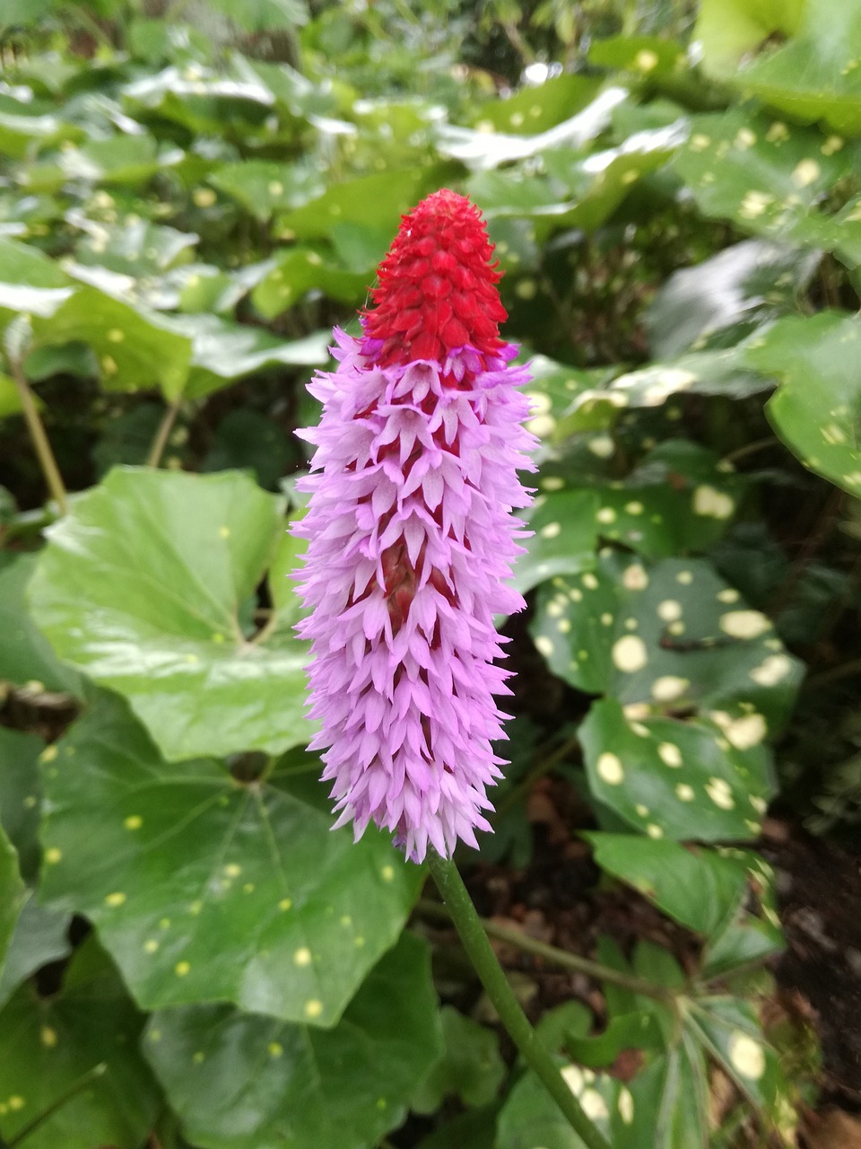 第3462页